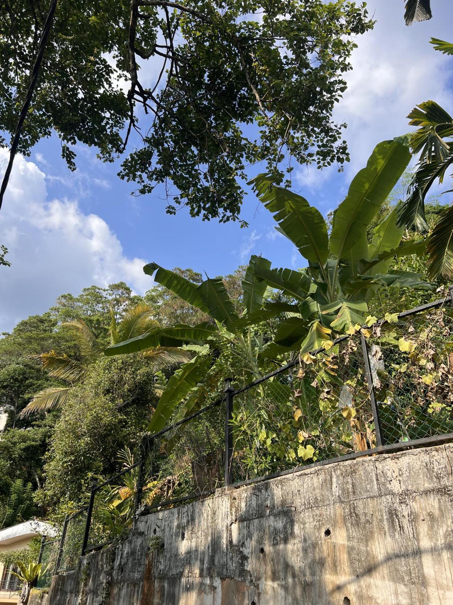 Canopy Villa Kandy Dış mekan fotoğraf